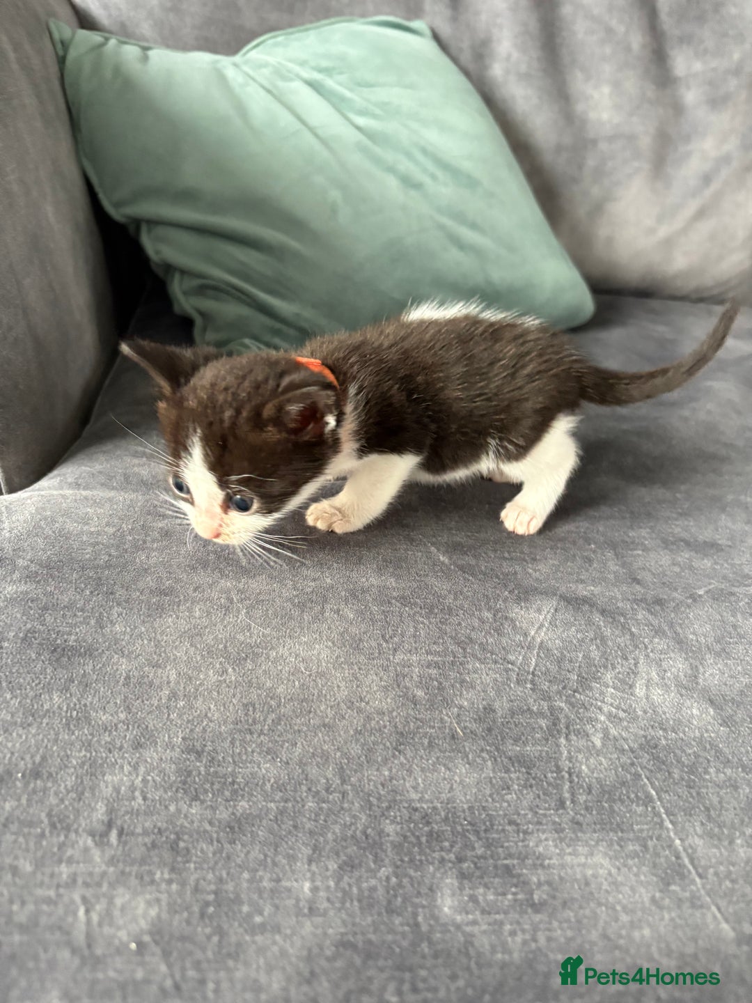 Domestic Shorthair cats for sale: Beautiful kittens  - Image 6