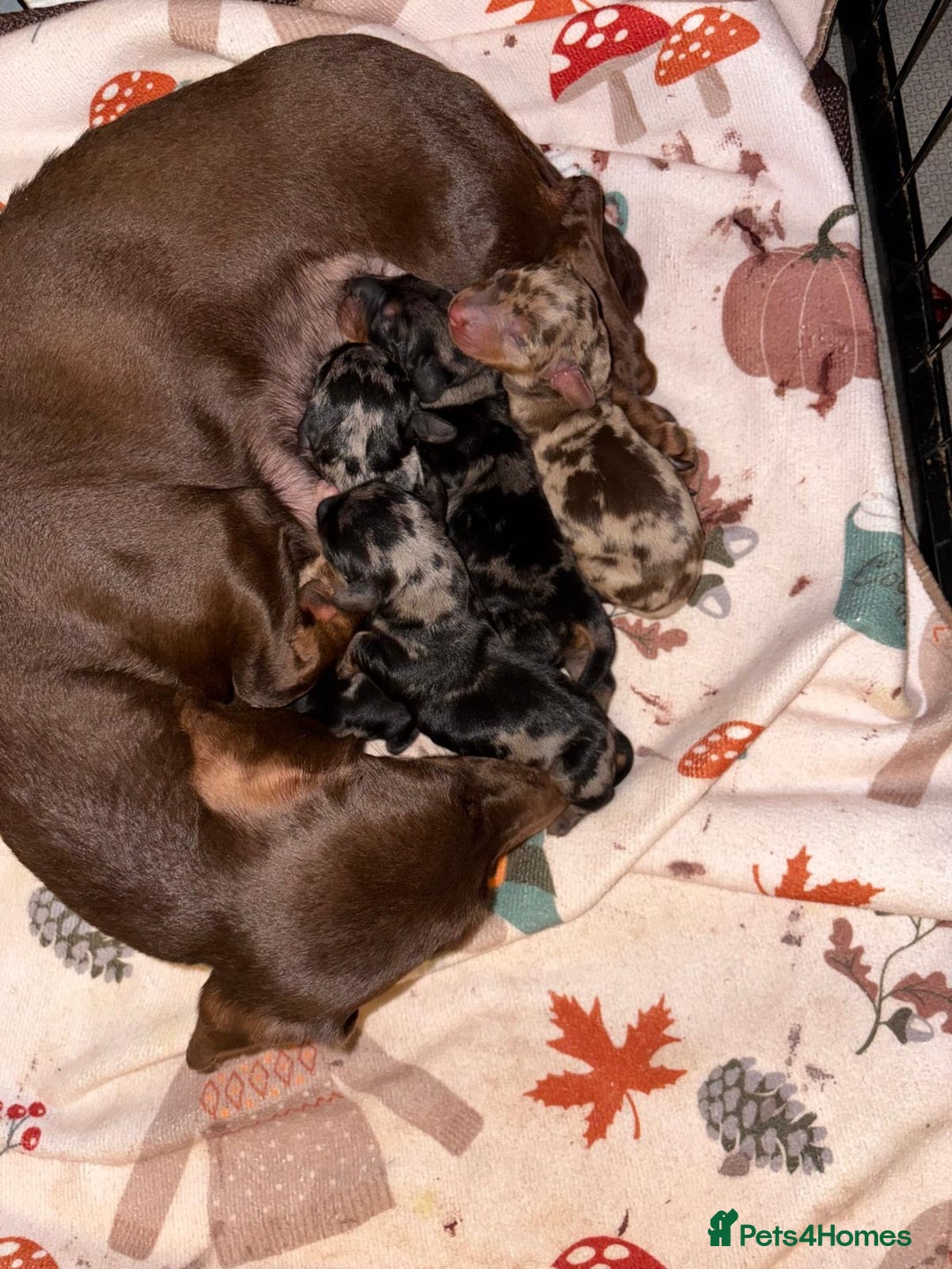 Miniature Dachshund dogs for sale: Miniature dapple daschund puppies for sale - Advert 28