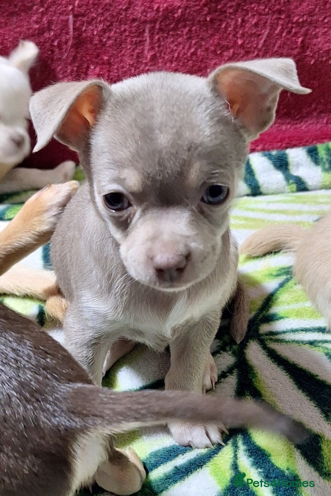 Chihuahua dogs for sale: KC Chihuahua Baby Girls - Advert 18