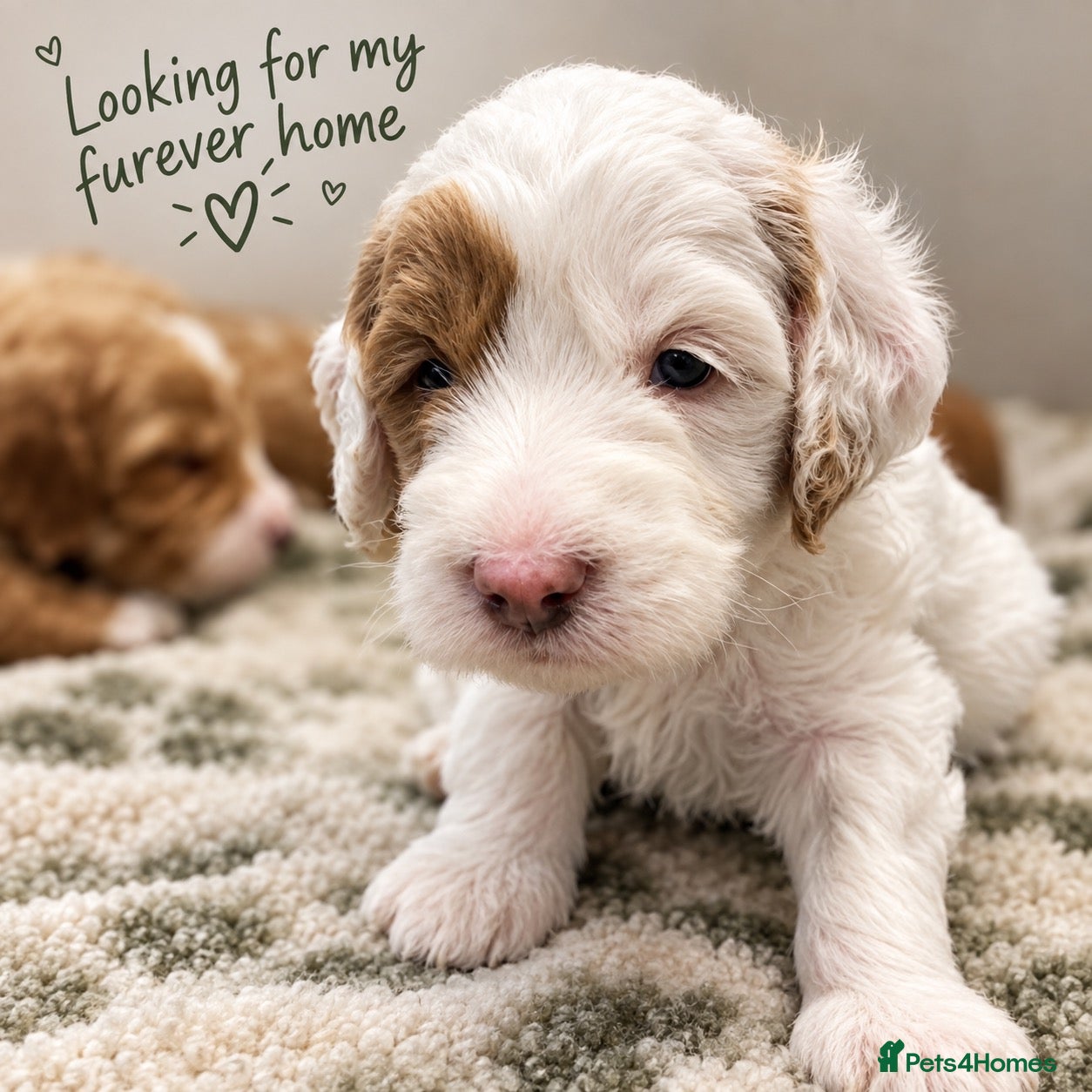 Australian Labradoodle dogs 🐶Stunning Australian Labradoodles 5⭐Breeder - Advert 18