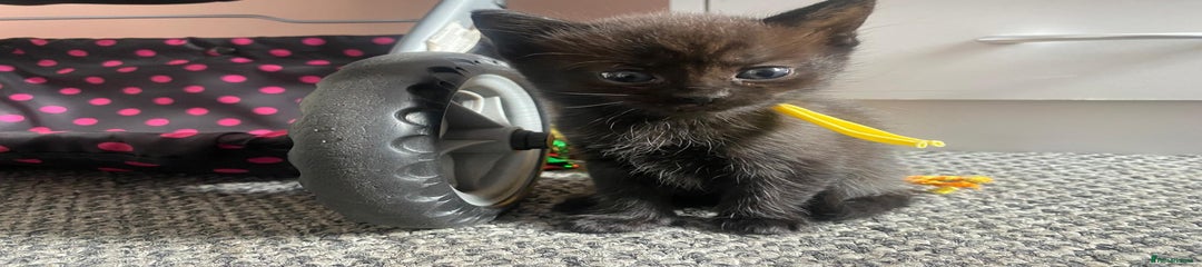 Domestic Shorthair Kitten 1