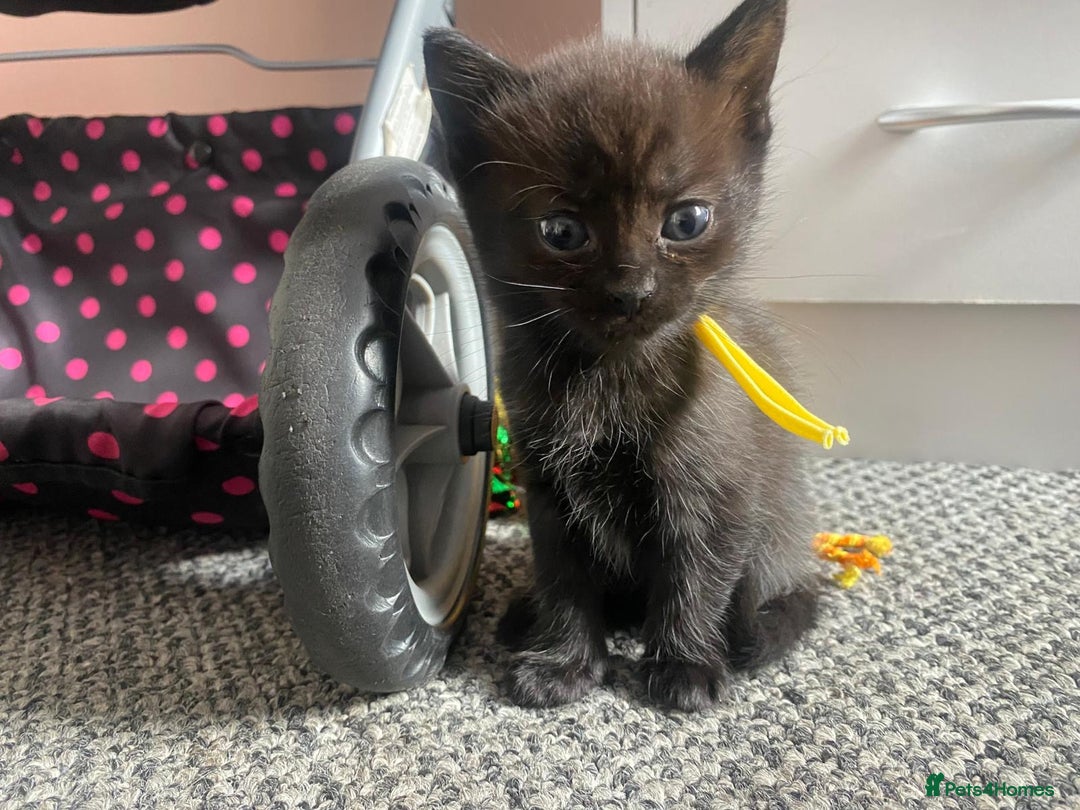 Domestic Shorthair cats for sale: Kittens - Image 3