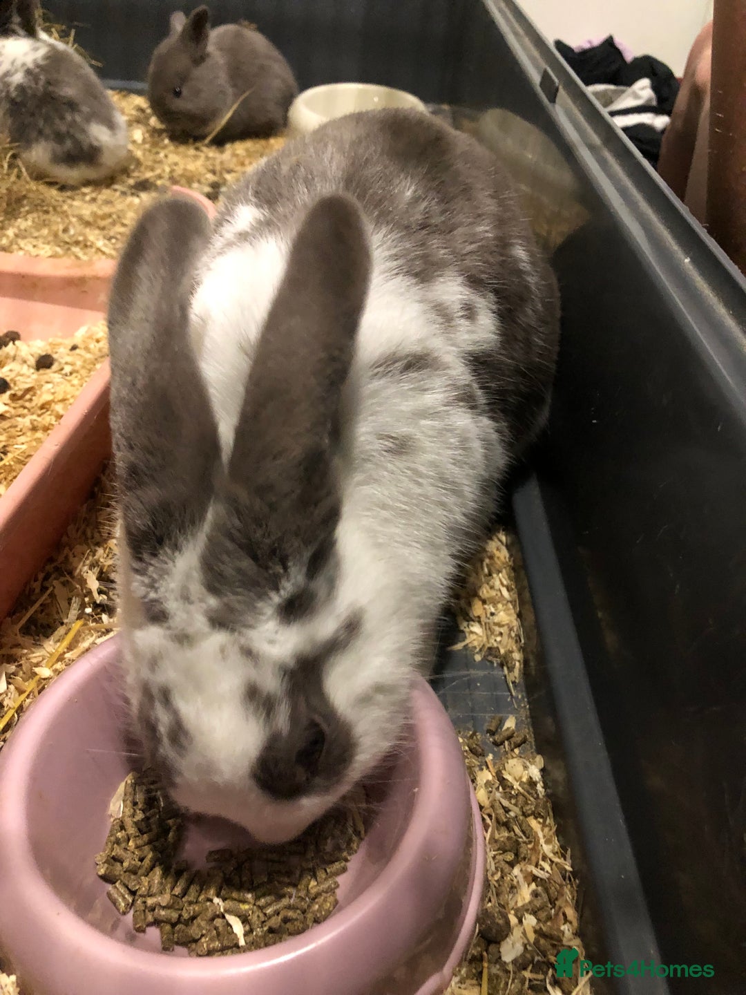 Dutch rabbits for sale: Beautiful Dutch/ Rex female white and gray only - Advert 4