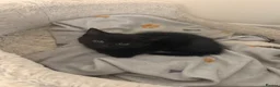 Mixed Breed cats for sale: 3 Black kittens in Wellingborough - Advert 4