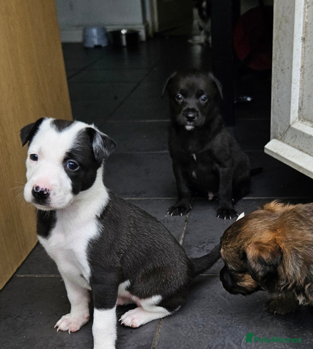 Mixed Breed dogs for sale: 5 Collie x whippet puppies - Image 9