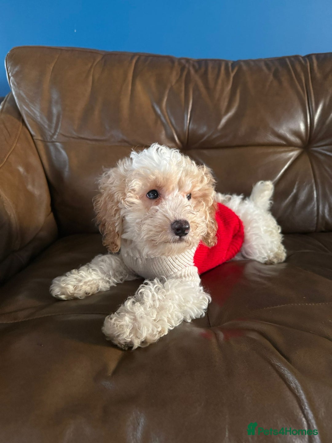 Cavapoo dogs for sale: Beautiful F2 cavapoo girls  - Advert 19