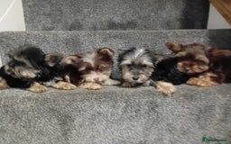 Biewer Terrier dogs for sale: Last 3 Stunning Biewer Terrier puppies - Image 11