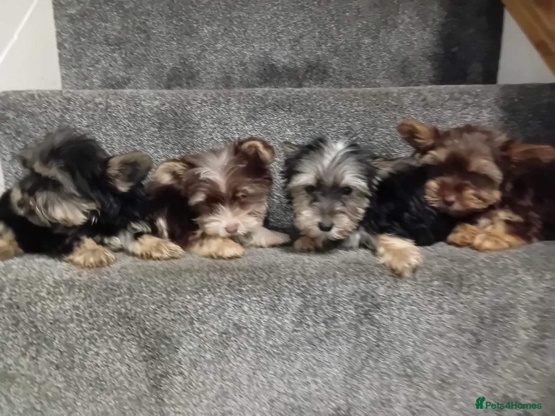 Biewer Terrier dogs for sale: Last 3 Stunning Biewer Terrier puppies - Image 11