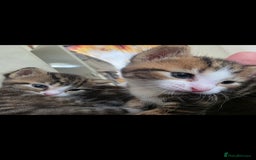 Mixed Breed cats for sale: Tabby mix kittens - Image 6