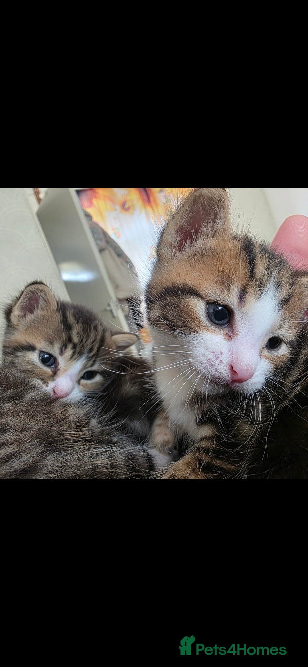 Mixed Breed cats for sale: Tabby mix kittens - Image 6