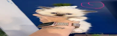 Ragdoll 5