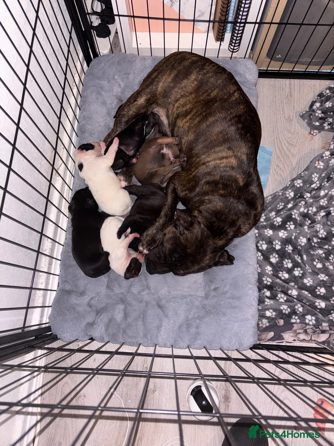 Mixed Breed dogs for sale: Staffy x Labrador Puppies – £700 – Bedford - Advert 7