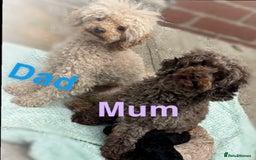 Toy Poodle dogs for sale: 5 True Traditional Toy Poodle Boys 💙 READY TODAY! - Image 2