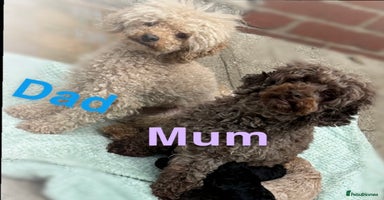 Toy Poodle dogs - Advert 13