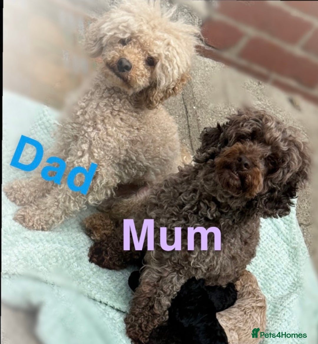 Toy Poodle dogs for sale: 5 True Traditional Toy Poodle Boys 💙 READY TODAY! - Image 2