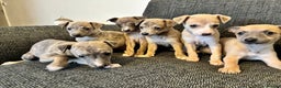 Italian Greyhound dogs for sale: Beautiful Italian Greyhounds - Advert 5