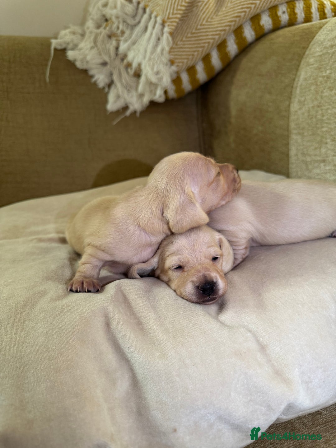 Dachshund dogs for sale: Stunning litter-cream miniature dachshund puppies - Advert 6