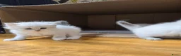 Siberian cats for sale: 4 Siberian Neva Masquerade kittens for seal - Advert 4