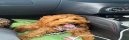 Cockapoo dogs for sale: 6 month old cockapoo girl 🩷 in Wigan - Advert 5