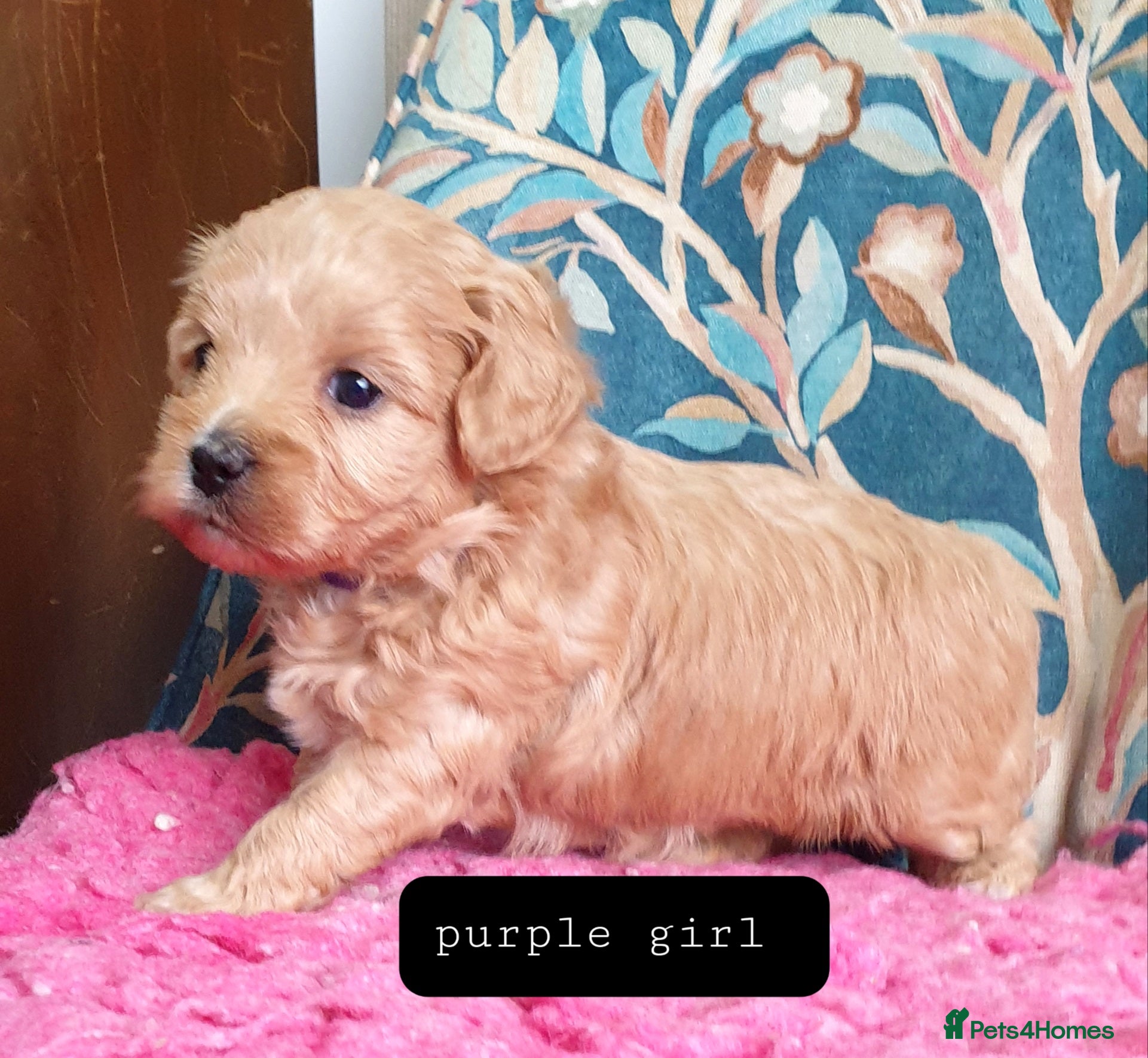 Mixed Breed dogs Cotonoodle/Cotonpoo F1b health tested parents - Advert 15