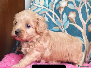 Mixed Breed dogs Cotonoodle/Cotonpoo F1b health tested parents - Advert 15