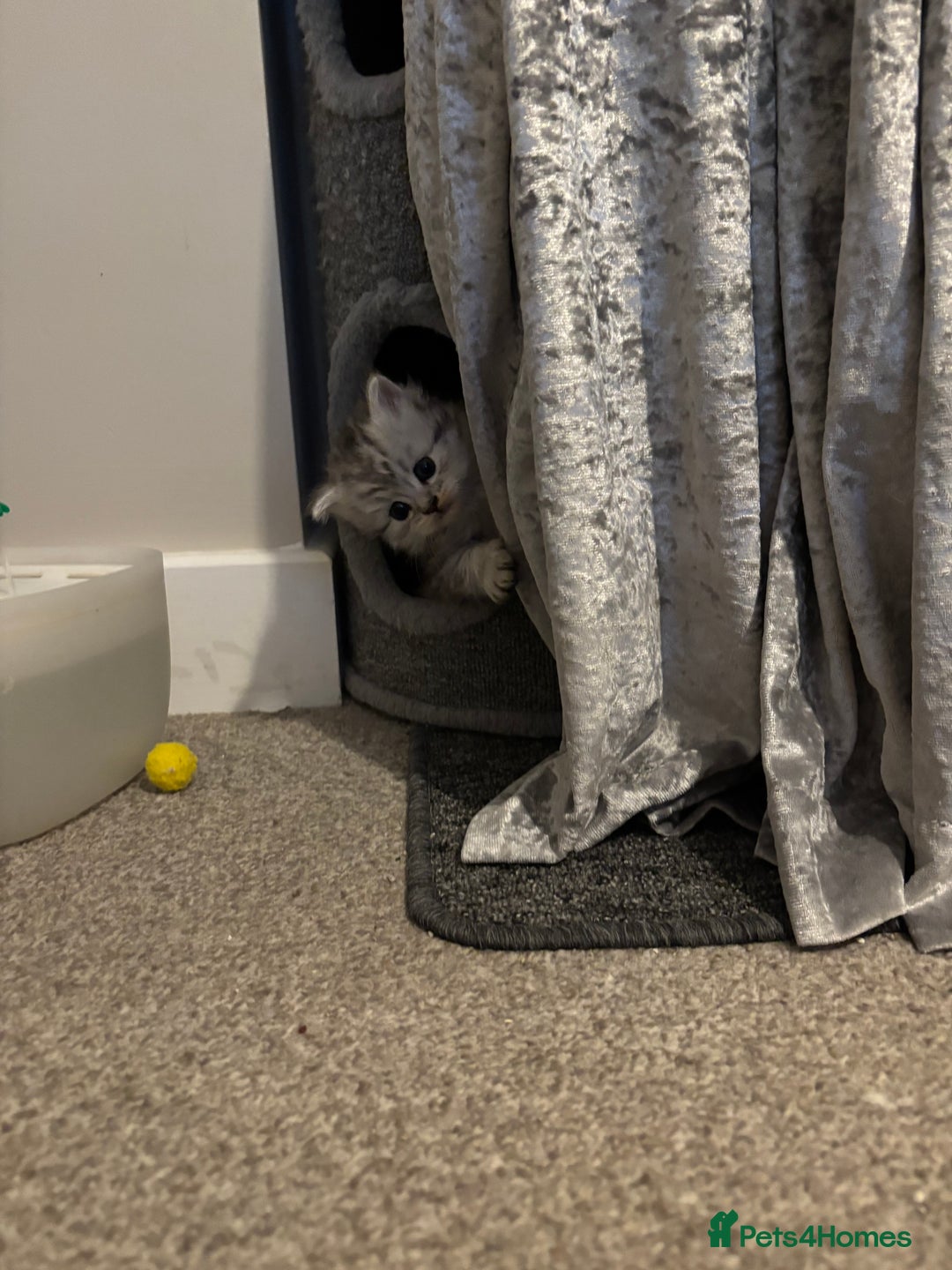 Maine Coon cats for sale: Maincoon / Persian babies looking for laps  - Advert 26