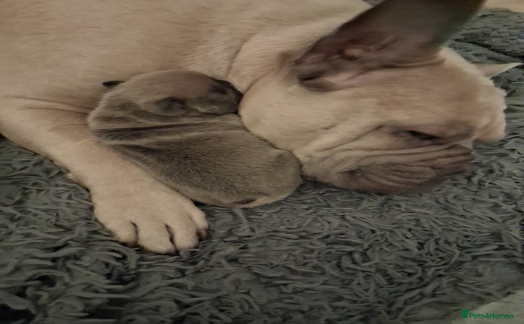 French Bulldog dogs - Advert 3