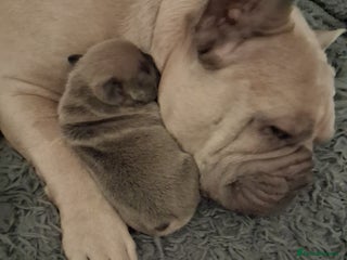 French Bulldog dogs - Advert 2