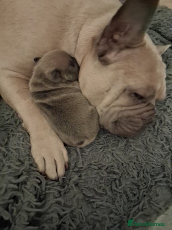 French Bulldog dogs - Advert 1