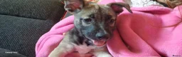 Mixed Breed dogs for sale: Puppies ready for a new adventure - Advert 4