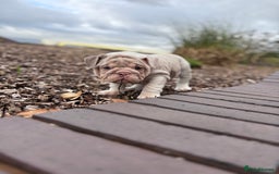 English Bulldog dogs for sale: 1mr muscle girl left reduced £2000 kc 9week old - Image 15