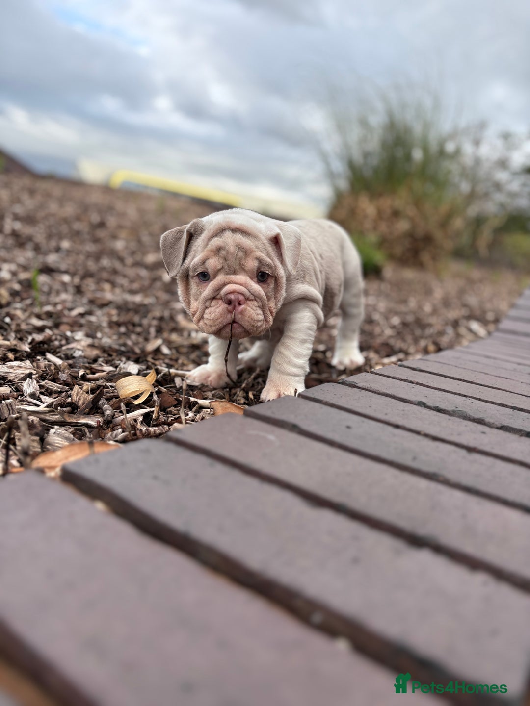 English Bulldog dogs for sale: 1mr muscle girl left reduced £2000 kc 9week old - Image 15