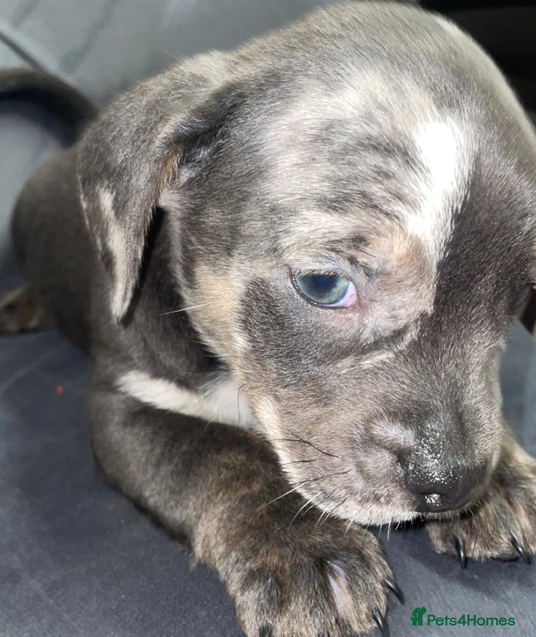 Mixed Breed dogs for sale: Frenchie/ dashund  - Advert 9