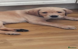 Labrador Retriever dogs for stud: Proven KC Labrador Stud in Stoke-on-Trent - Image 14