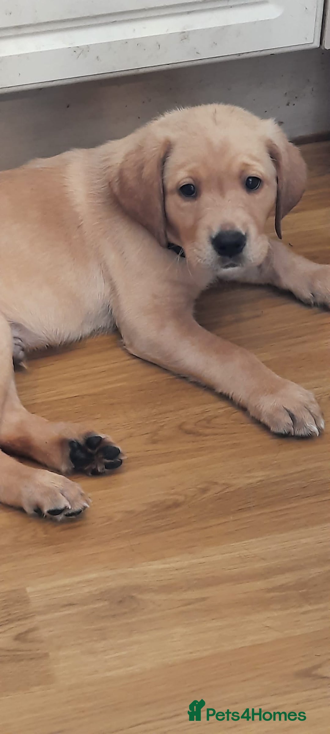 Labrador Retriever dogs for stud: Proven KC Labrador Stud in Stoke-on-Trent - Image 14