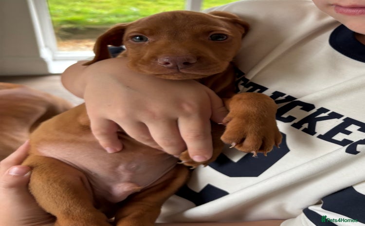 Hungarian Vizsla dogs - Advert 9