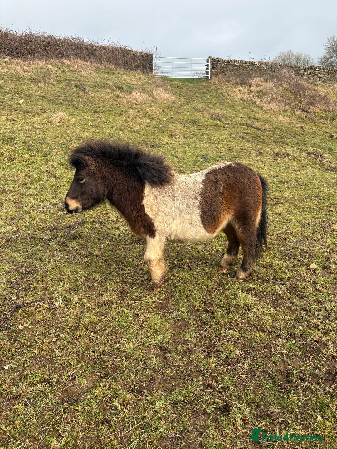 Shetland pony horses for sale: 3 year old non-reg Shetland gelding  - Advert 2