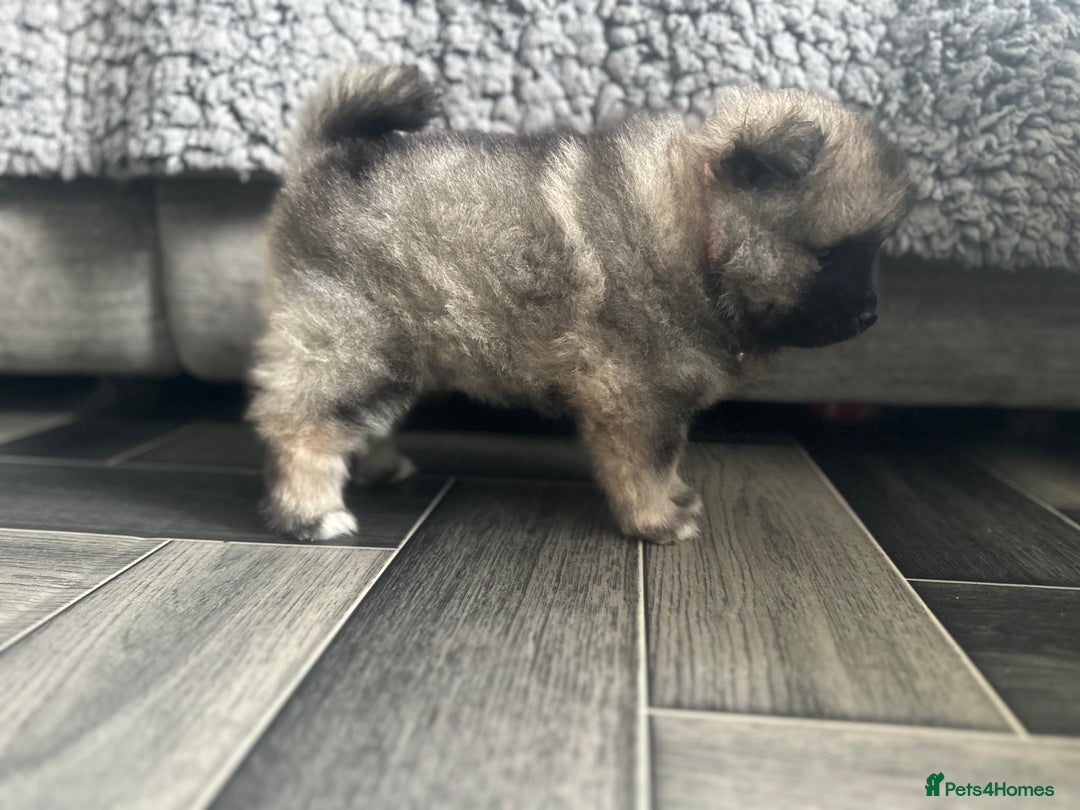 Keeshond dogs for sale: One female available  - Image 6