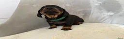 Miniature Dachshund dogs for sale: Miniature Dachshund - Advert 14