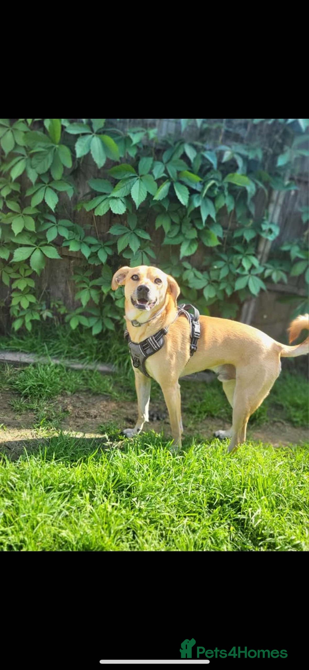 Mixed Breed dogs for adoption: Lovely Jack - Image 7