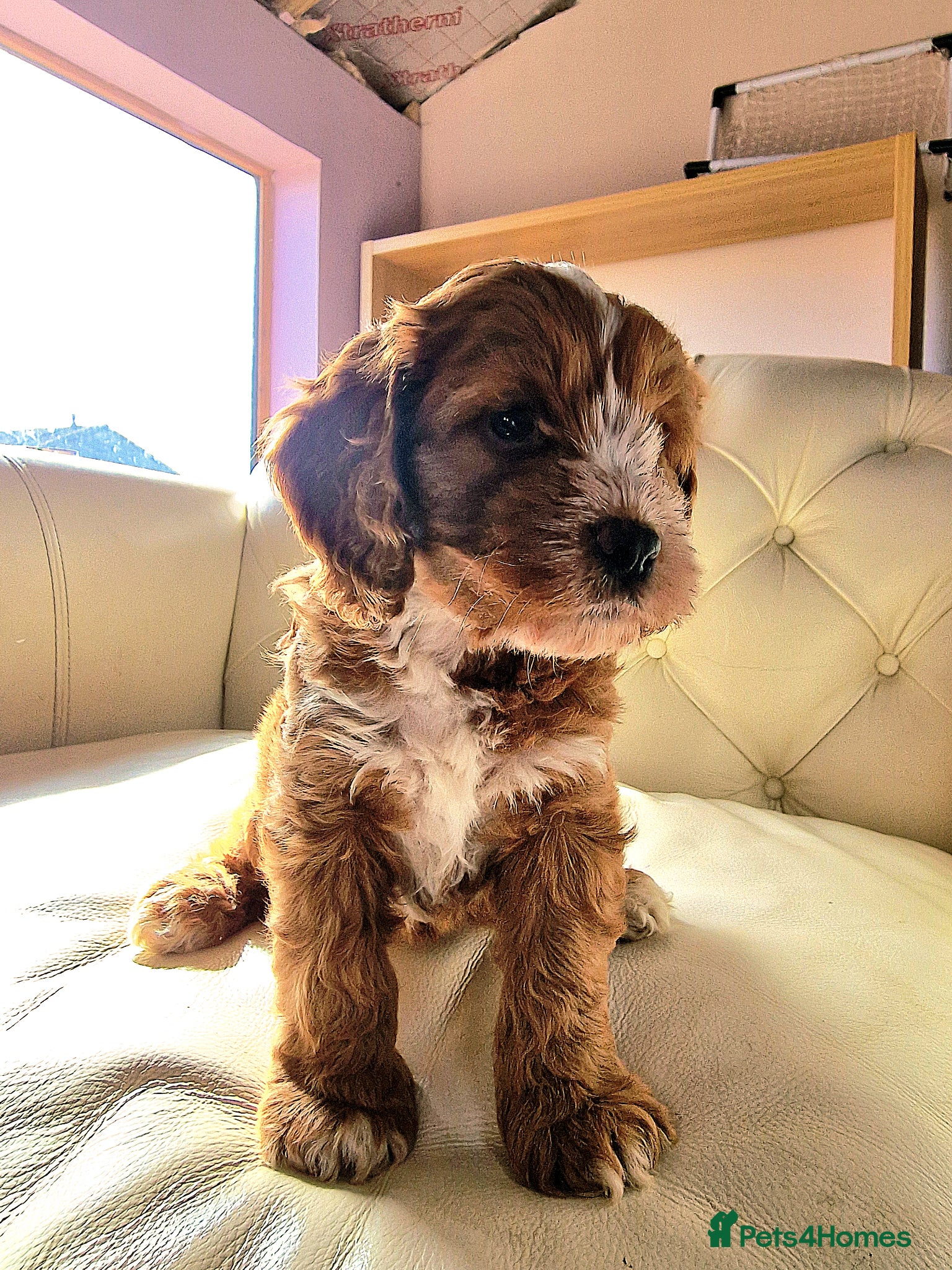 Cockapoo dogs Heath tested F1 toy cockapoo - Advert 5