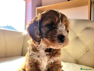 Cockapoo dogs Heath tested F1 toy cockapoo - Advert 5