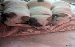 Jack Russell dogs for sale: 3 Jack Russell puppies - Image 8