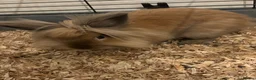 Lionhead rabbits for sale: Lionhead rabbits - Advert 11