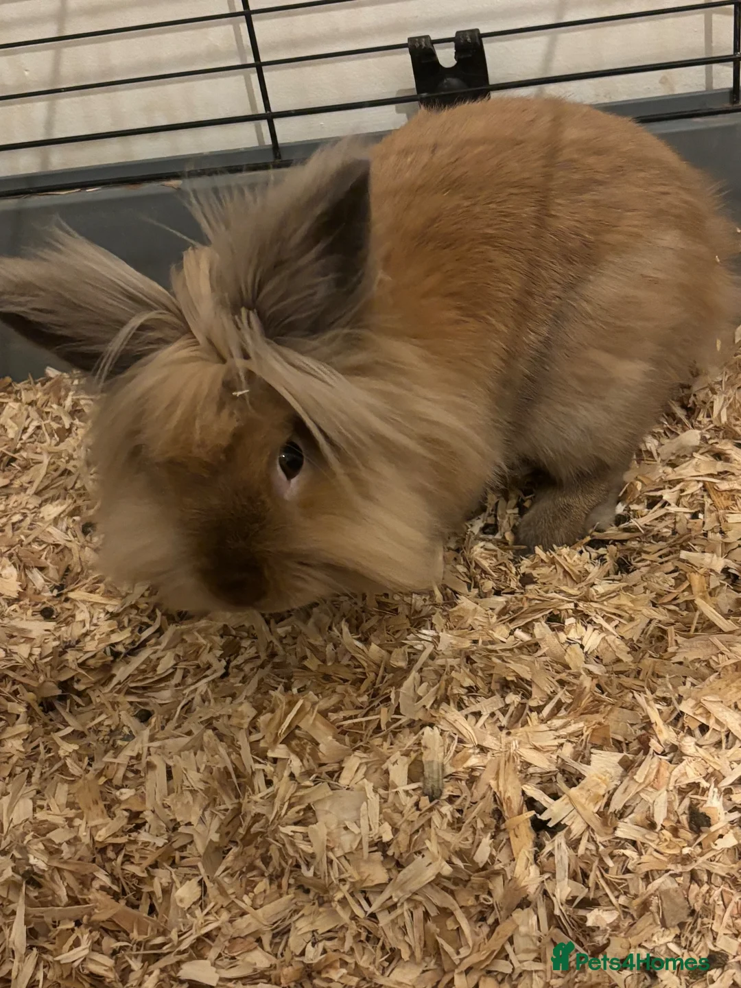 Lionhead rabbits for sale: Lionhead rabbits - Advert 11