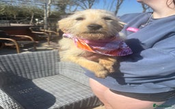 Labradoodle dogs for sale: F1 labradoodles  - Image 3