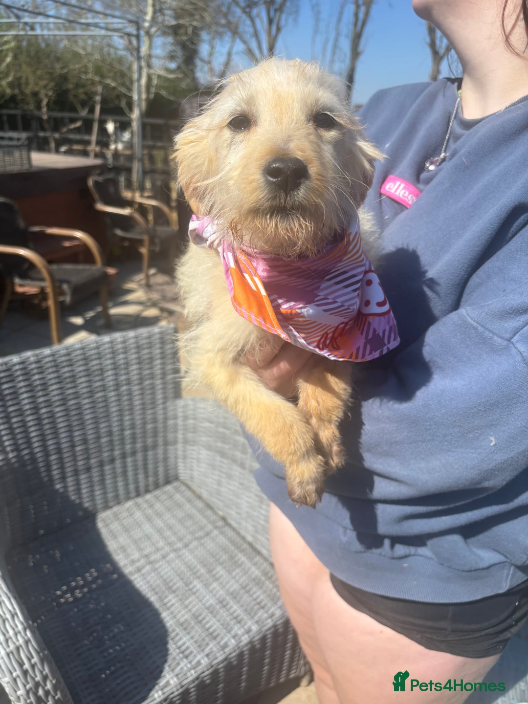 Labradoodle dogs for sale: F1 labradoodles  - Image 3