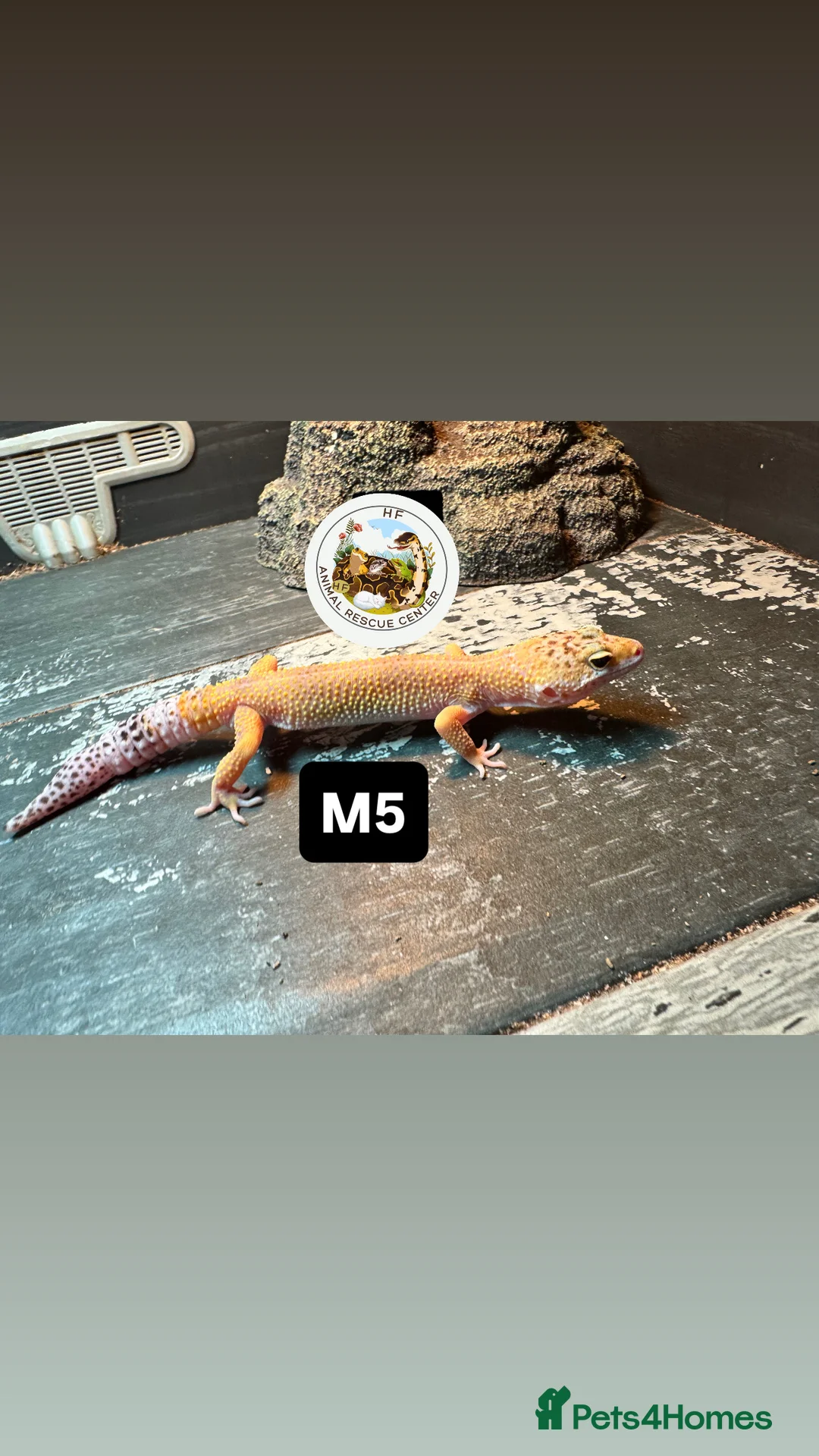 Gecko reptiles for sale: Lizards for rehome  - lot to choose from  in Nottingham - Advert 4