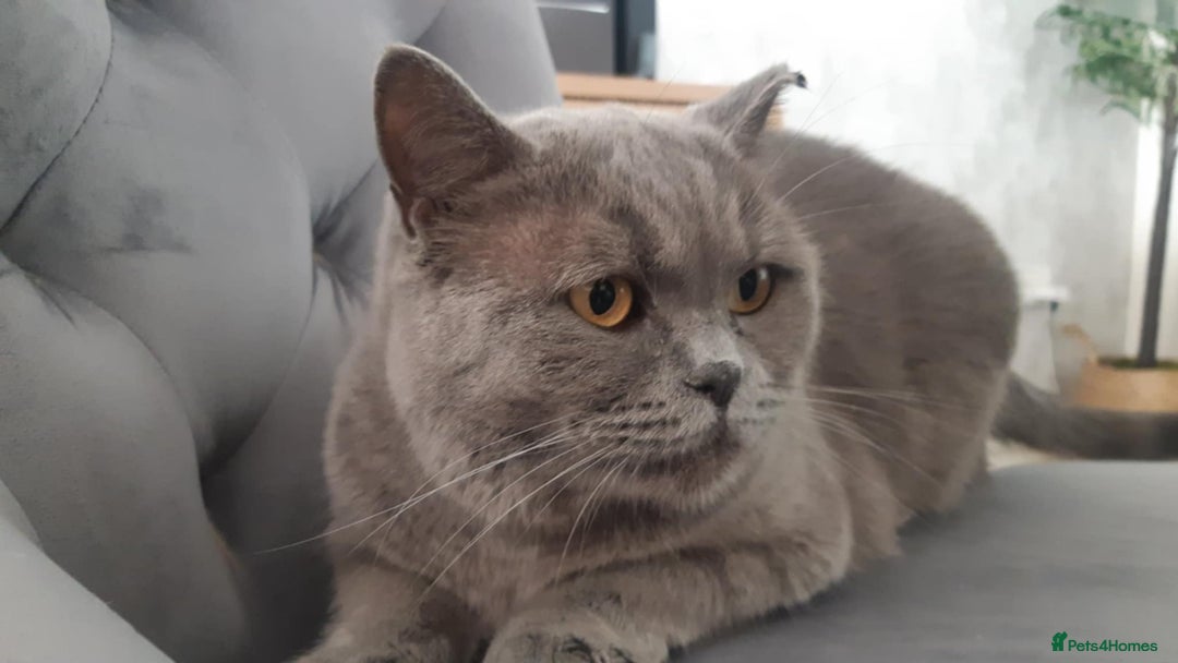 British Shorthair cats for sale: 3 yr old female grey British shorthair cat - Image 2
