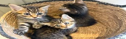 Mixed Breed cats for sale: Kittens - Advert 2